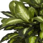 Nearly Natural 6639 24in. Golden Dieffenbachia Silk Plant, Green - Image 6