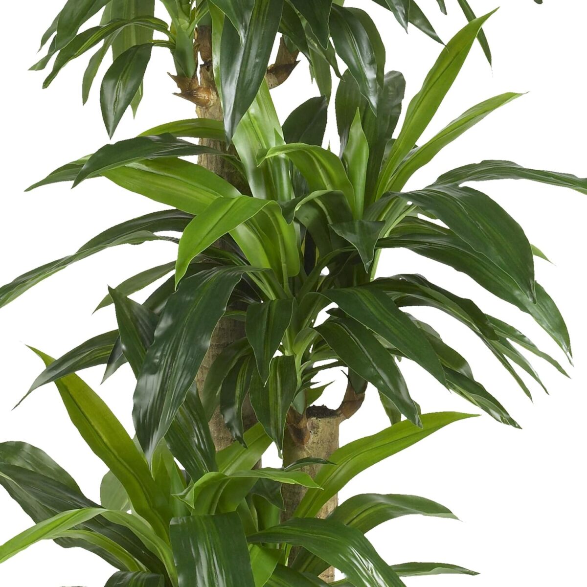 Nearly Natural 62IN Artificial Corn Stalk Dracaena Plant, Tall Fake Plant for Indoor Home Décor, Real Touch Faux Plant - Image 4
