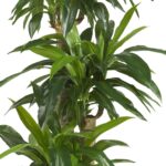 Nearly Natural 62IN Artificial Corn Stalk Dracaena Plant, Tall Fake Plant for Indoor Home Décor, Real Touch Faux Plant - Image 4