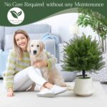 23.6" Artificial Cypress Topiary Outdoor Plants with Spike, 2 Pack Faux Cedar Bushes UV Resistant Fake Shrubs for Front Porch Décor (Cedar Topiary Ball Trees) - Image 8