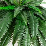 Nearly Natural 48-in Artificial Boston Fern, Set of 2, Large Hanging Fake Plant Wall Decor with 67 Fronds, Faux Fern Vines that Look Real for Home and Office Decor - Image 3