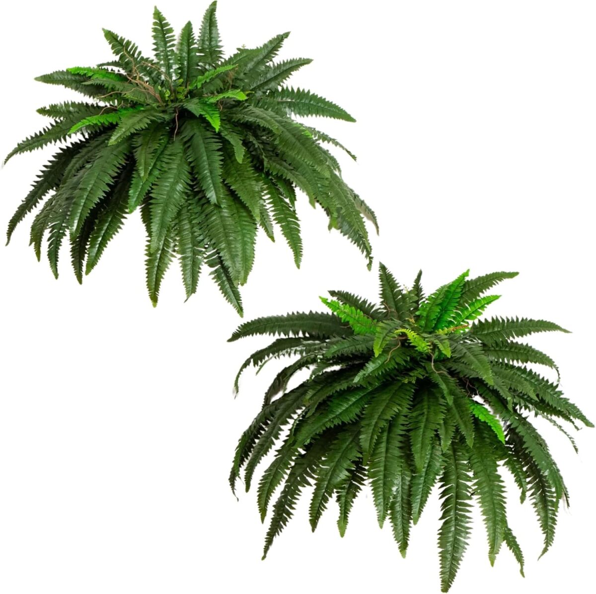 Nearly Natural 48-in Artificial Boston Fern, Set of 2, Large Hanging Fake Plant Wall Decor with 67 Fronds, Faux Fern Vines that Look Real for Home and Office Decor - Image 2