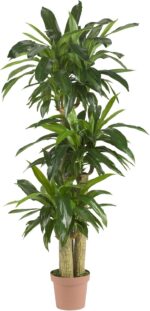 Nearly Natural 62IN Artificial Corn Stalk Dracaena Plant, Tall Fake Plant for Indoor Home Décor, Real Touch Faux Plant - Image 2